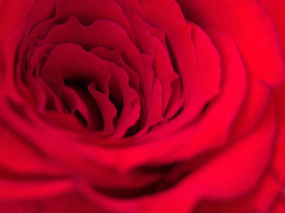 Detalle de pétalo, textura macro
